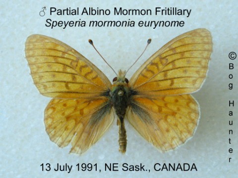 Speyeria mormonia eurynome male partial albino (Internet Image property of respective owner, non-commercial use only)